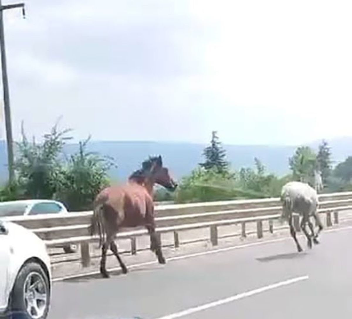 İnegöl'de Atlar Trafikte Yarıştı