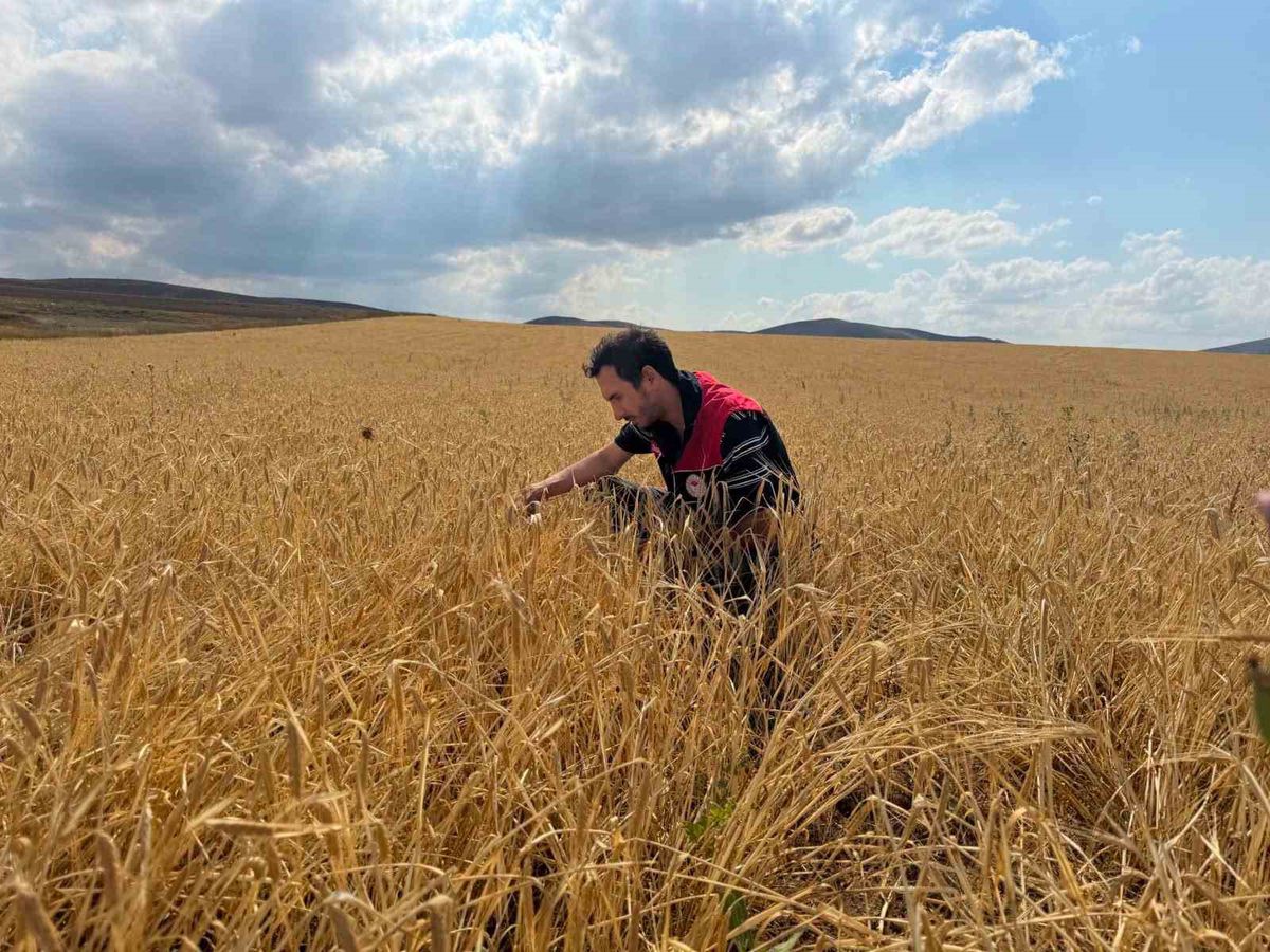 Bayburt'ta Hububat Tarlalarında Sarı Pas Hastalığı Kontrolleri