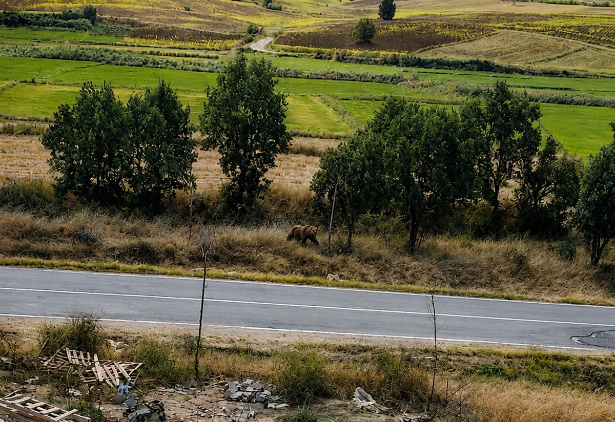 Subaşı'nda Bozayı Alarmı: Başkan Tüfekçi Vatandaşları Uyardı