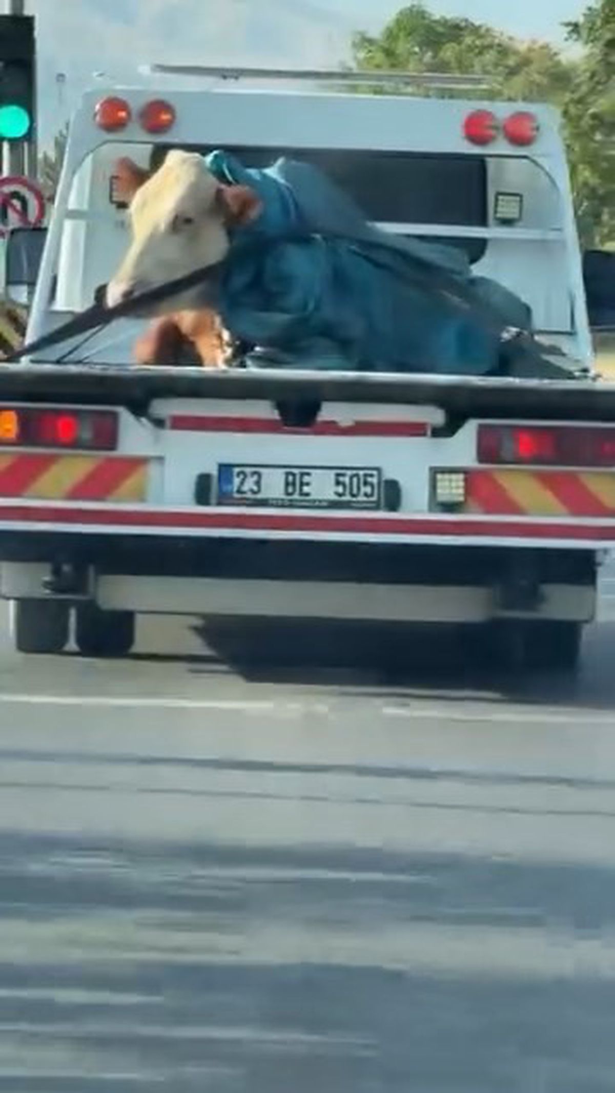 Elazığ'da Çekiciyle Tosun Taşındı