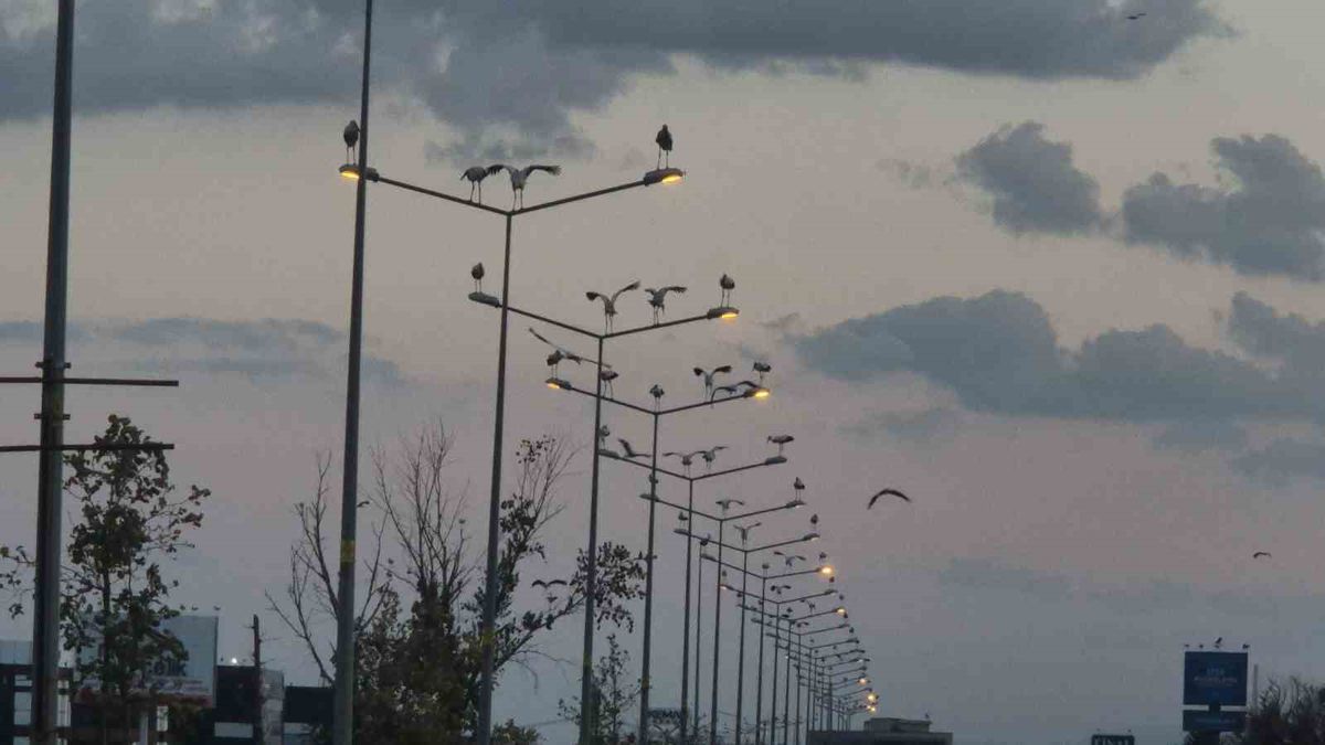 Çorlu’da leylekler yolu süsledi