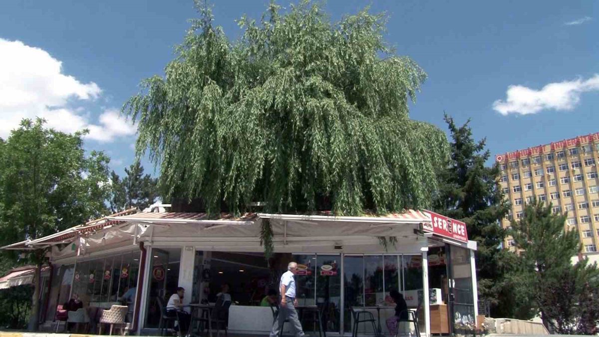 Sivas'ta Kafenin İçinden Yükselen Söğüt Ağacı Müşterilerin Gözdesi Oldu