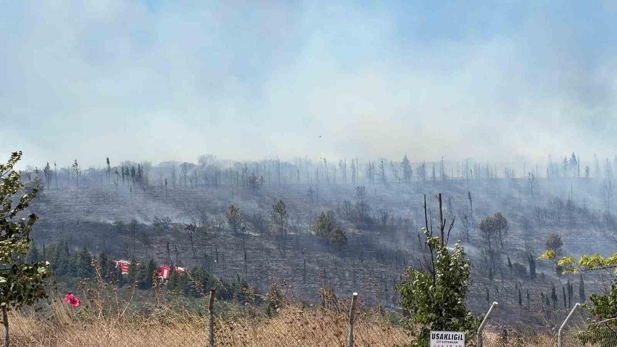 Gebze'de Ormanlık Alanda Yangın