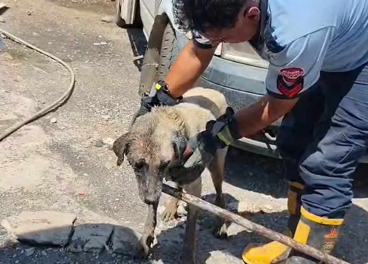 Köpek ve Yavruları Konteyner Altından Kurtarıldı