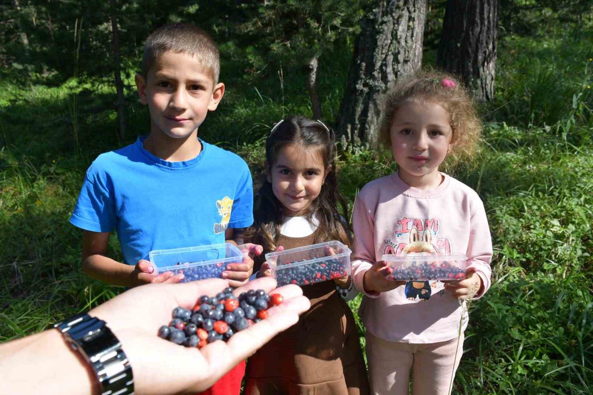 Sarıkamış'ta Dağ Çileği ve Yaban Mersini Toplama Sezonu