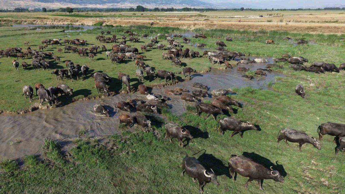 Tokat'ta Manda Sürüsünün Sudan Serinleme Görüntüleri
