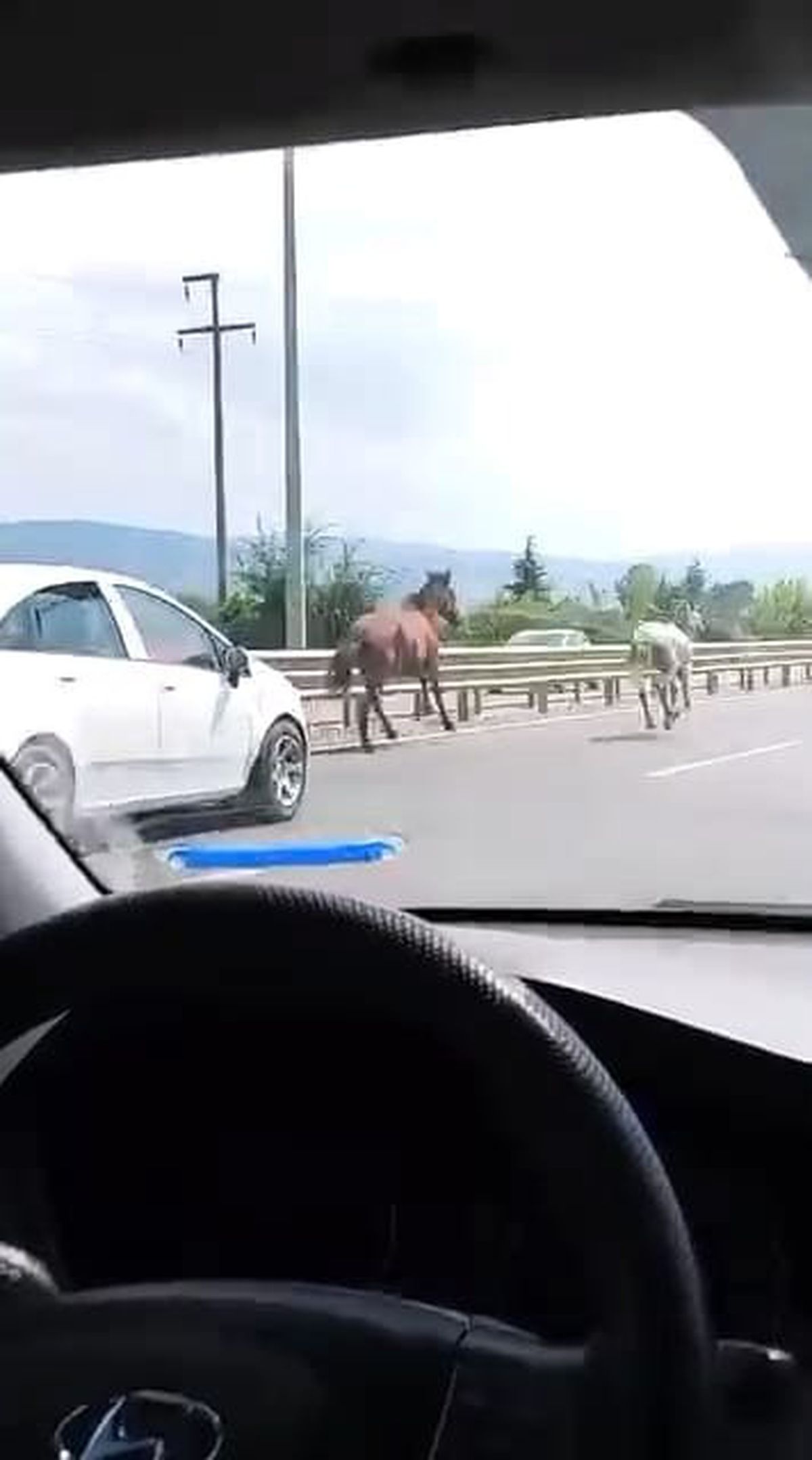 İnegöl'de başıboş atlar kara yolunda dörtnala koştu