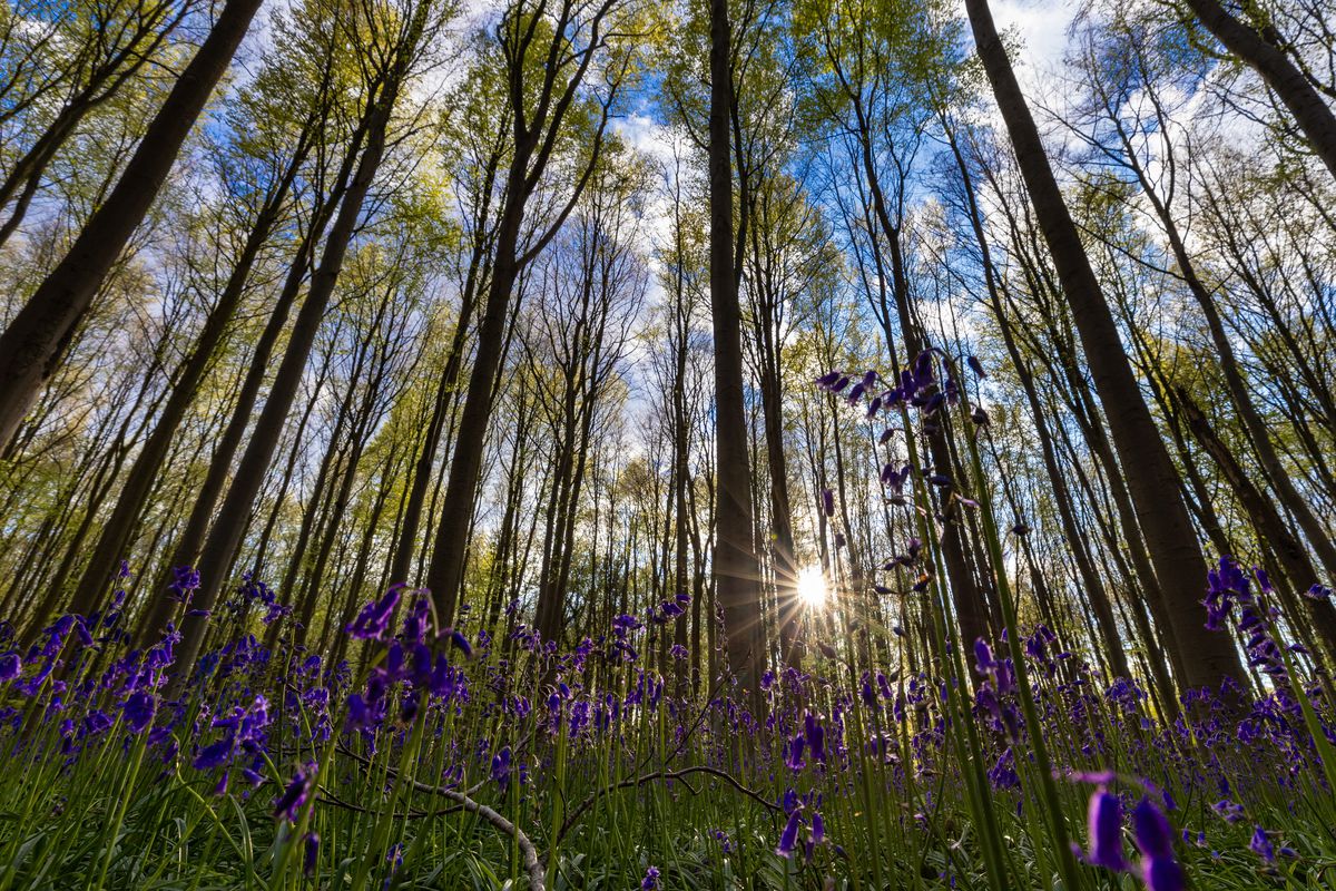 Belçika’nın en büyük orman yangını: 2.700 hektar kül oldu, 600 kişi tahliye edildi