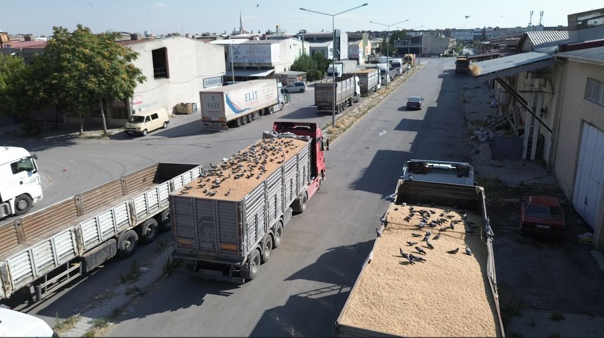 Konya Buğday Pazarında Güvercinlerin Bereketi
