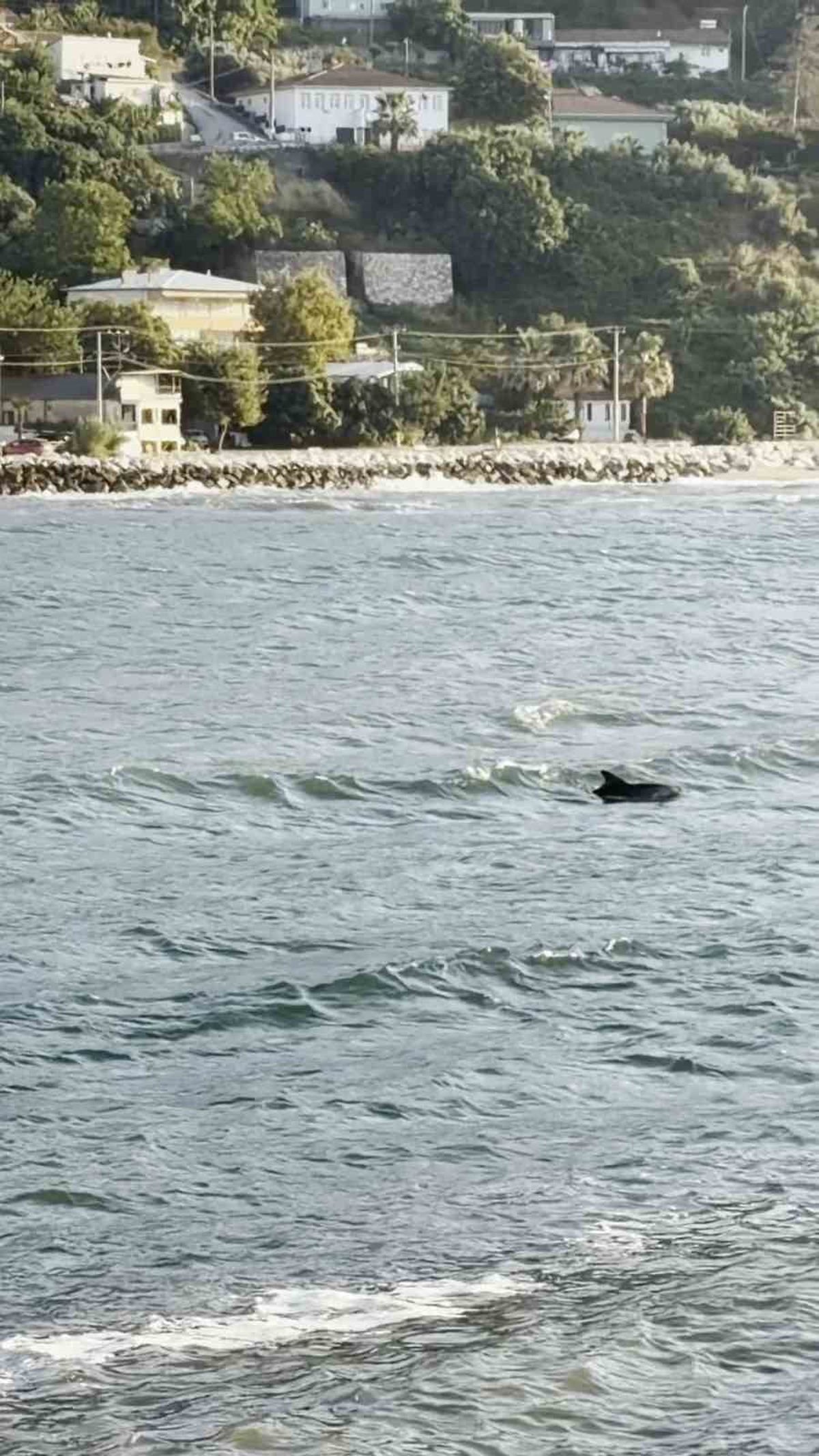 Bursa’da yunusun görsel şöleni kamerada
