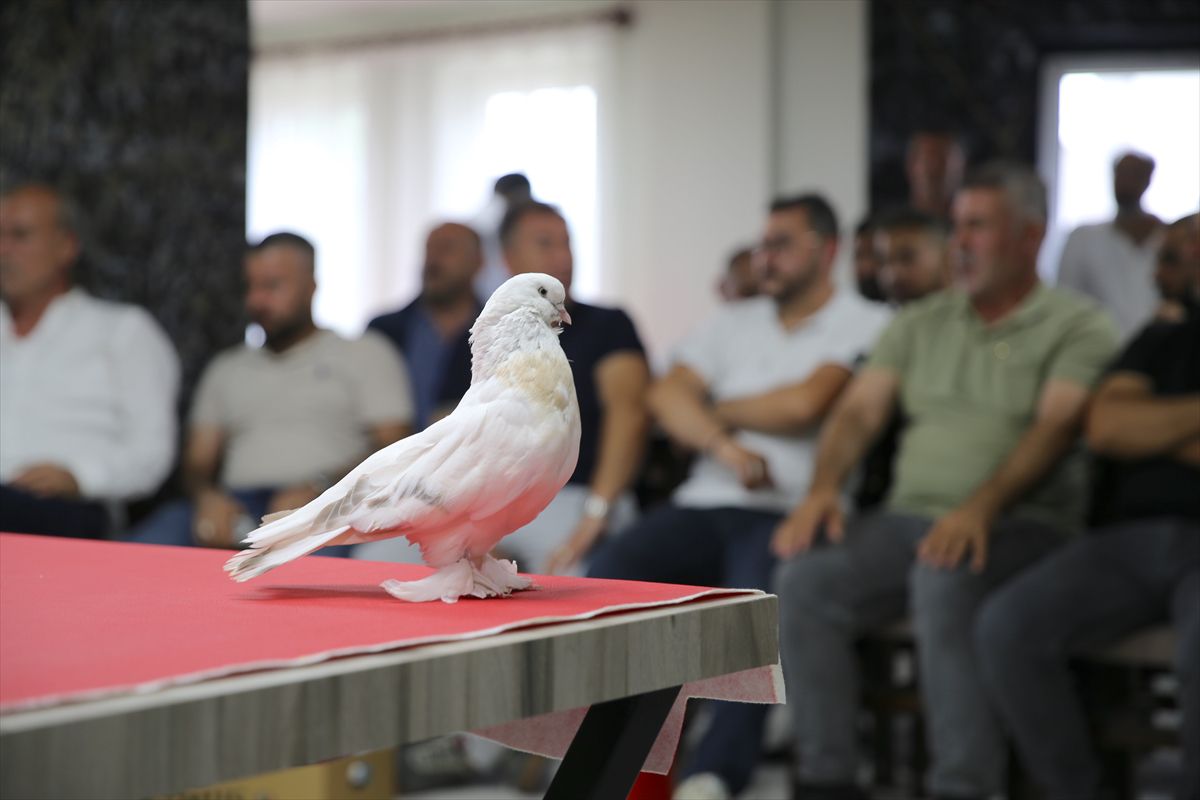 Erzurum'da Ender Şebap Güvercinleri Sergilendi