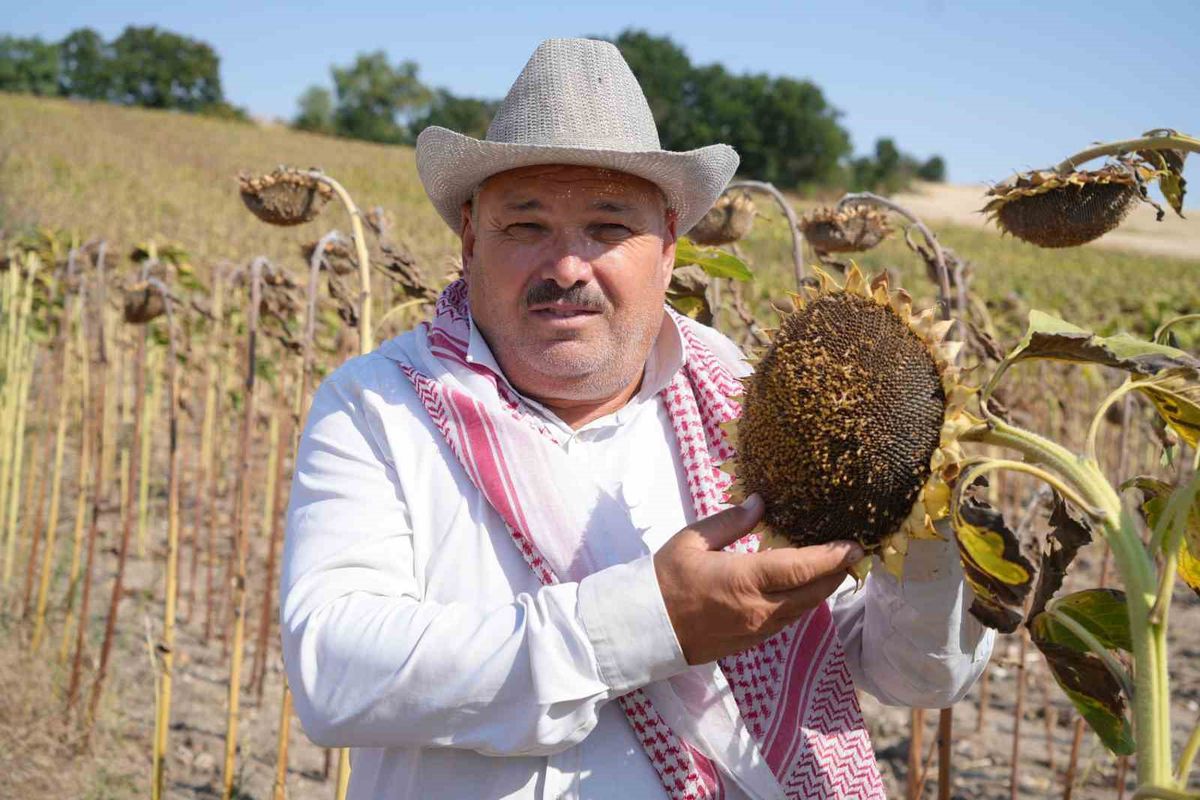 Trakya’da Ayçiçeği Hasadında Bereket