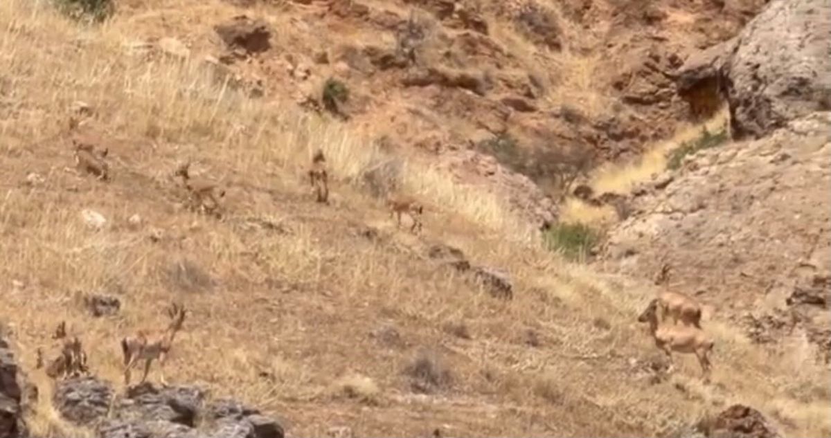 Arapgir'de nesli tehlikedeki yaban keçileri sürüsü görüntülendi