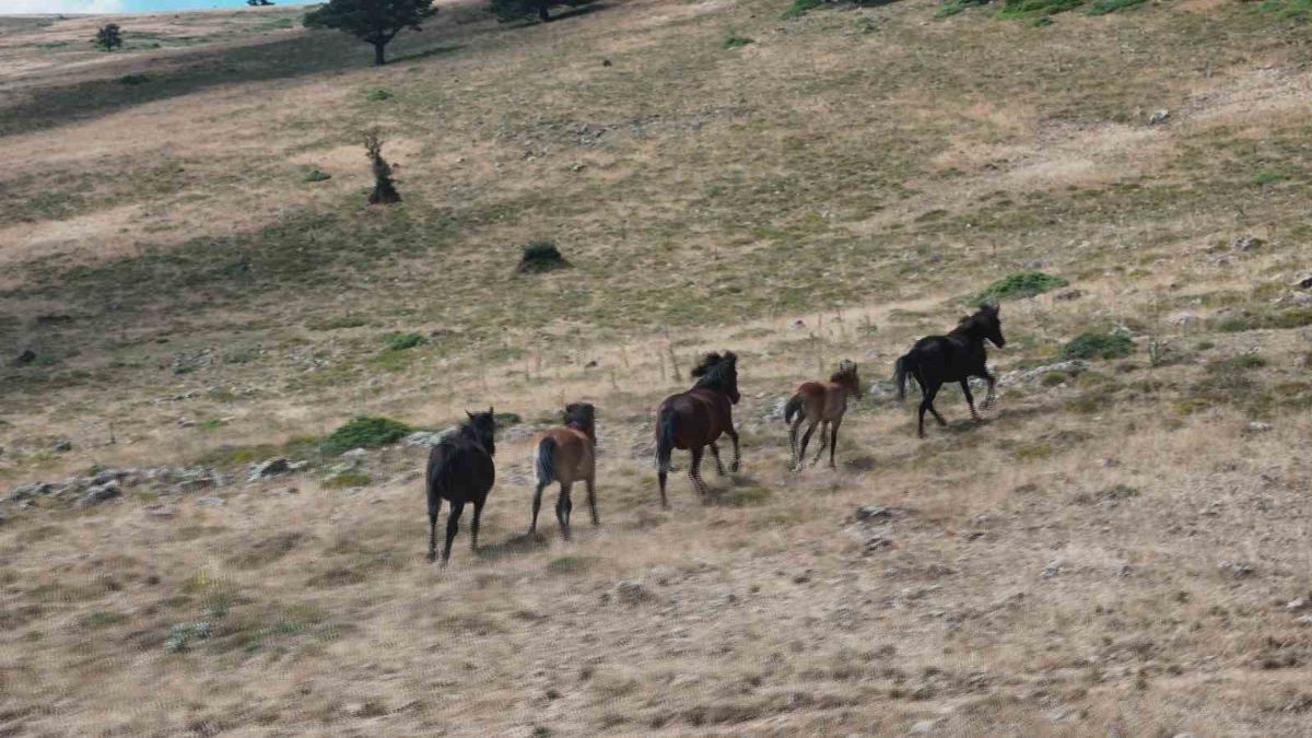 Ankara'da Yılkı Atları Doğal Yaşam Alanlarında Görüntülendi