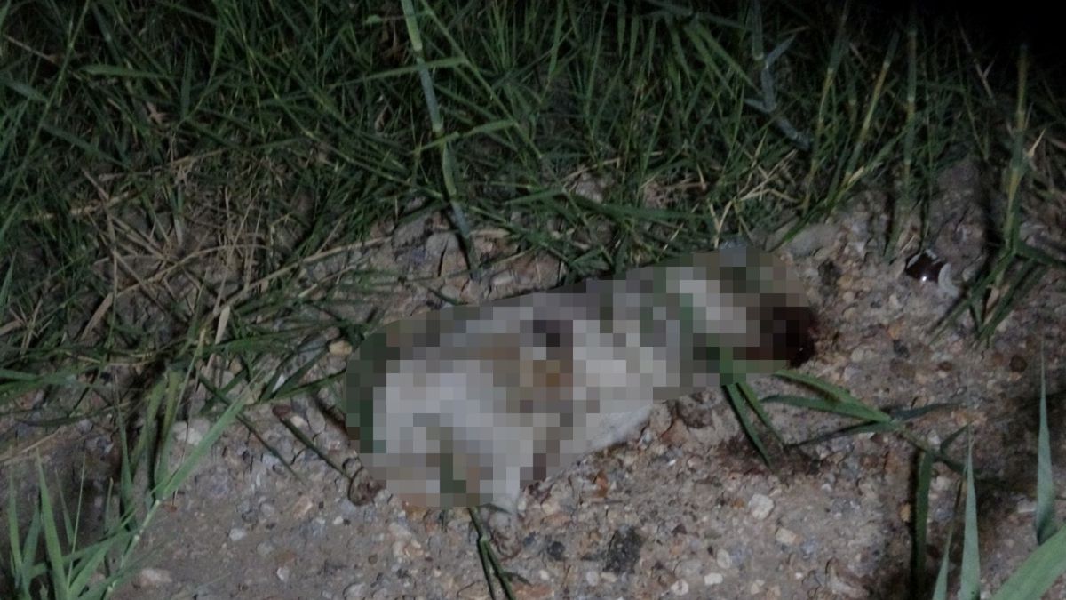 Manavgat'ta ATV ile çarpıp taşla öldürdüğü köpek için gözaltına alınan Alman turist serbest