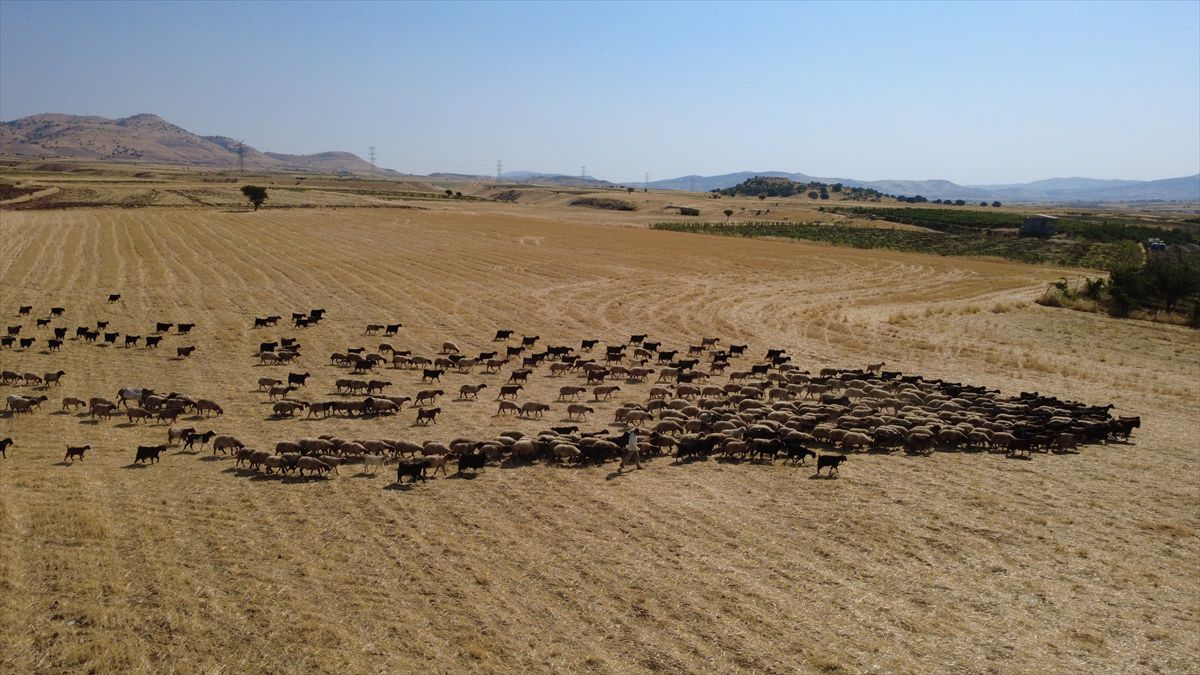 Batman'da Hayvanlar Serinlemek İçin Gölete Akın Ediyor