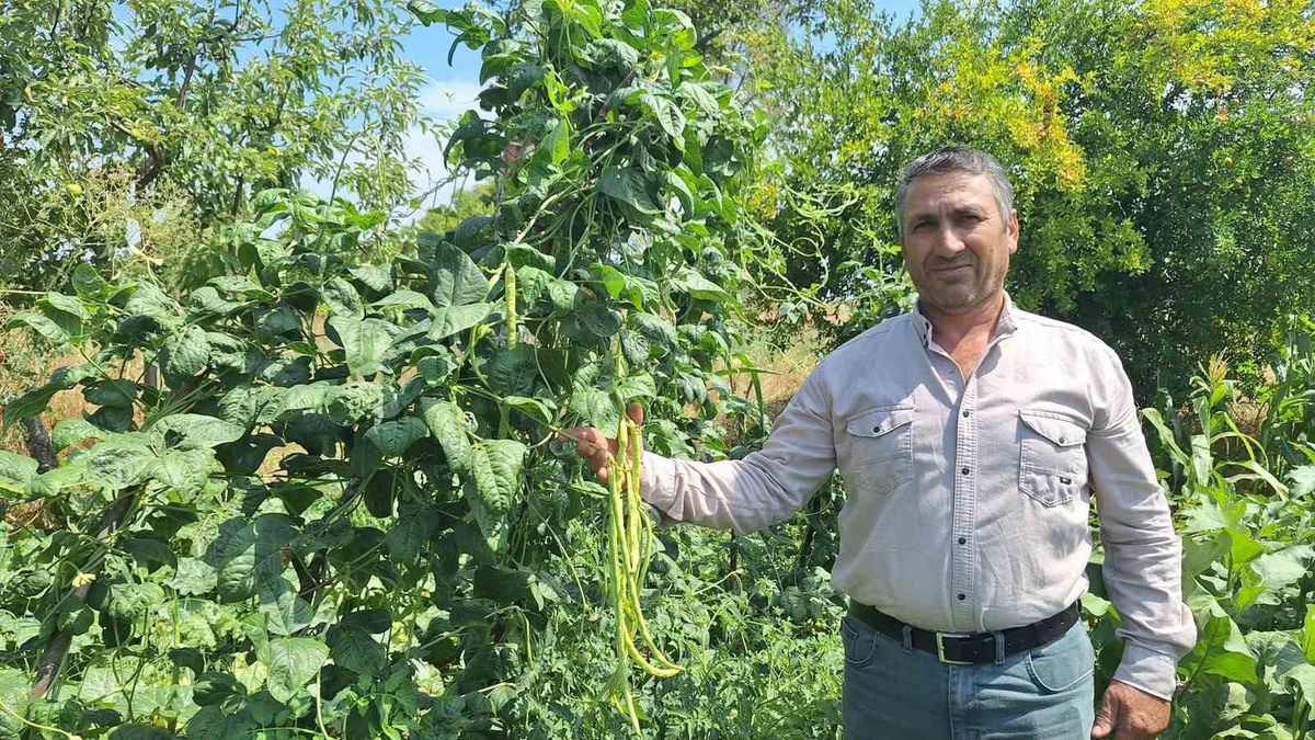 Sarıgöl'de yayla börülcesine yoğun talep: Günlük 3-4 ton satış