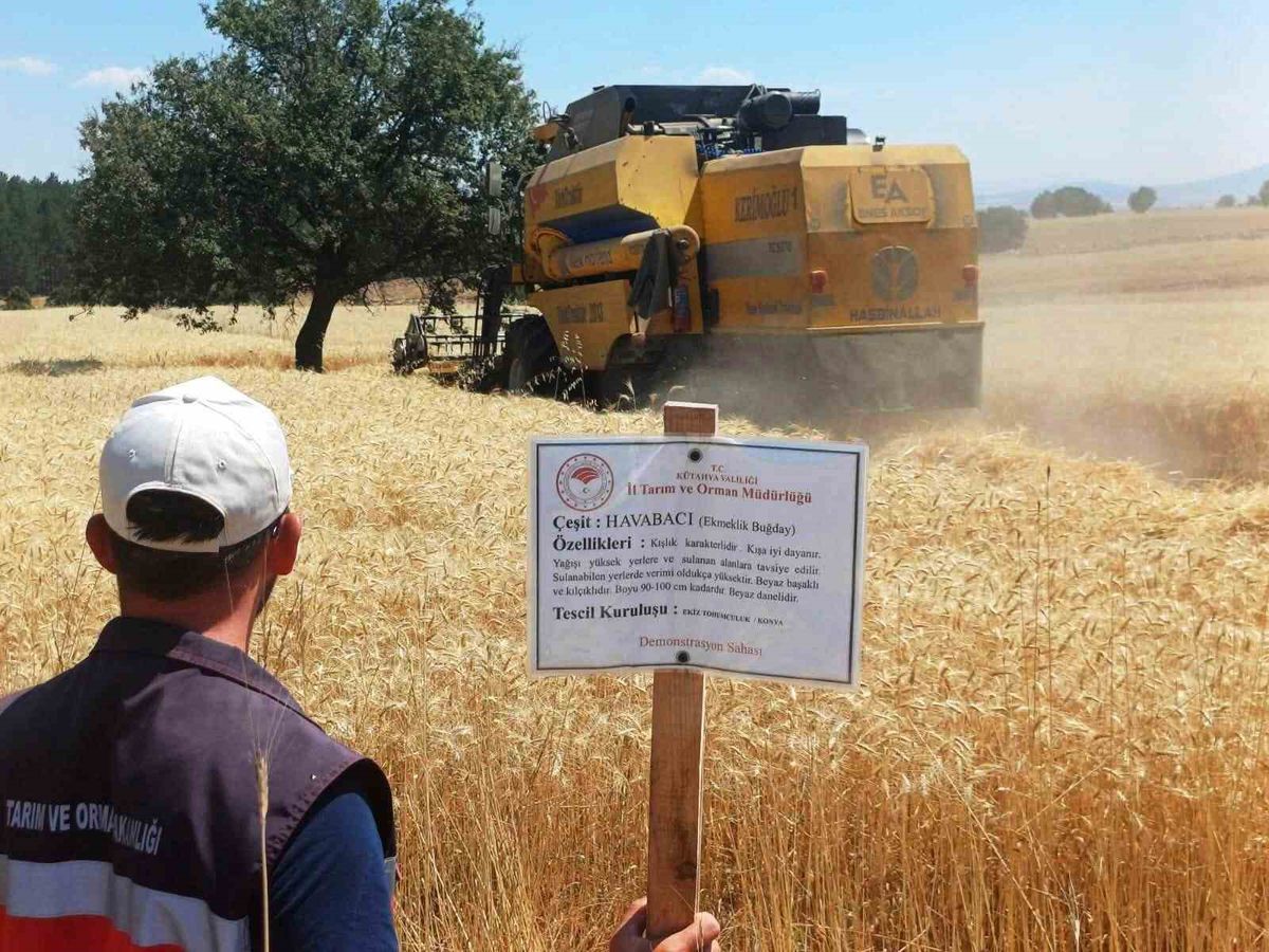 Çavdarhisar'da Yerli ve Milli Tohumların Hasadı Yapıldı