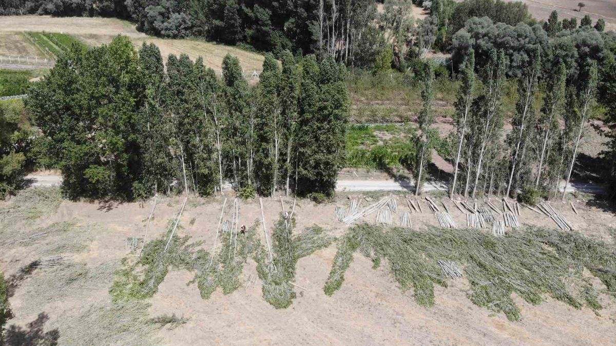 Yozgat'ta kavak kesimi: Gelenekten geleceğe