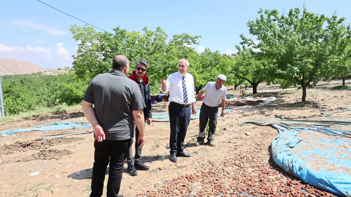 Malatya'da Sel ve Taşkın: Tarım Arazileri ve Kayısılar Zarar Gördü