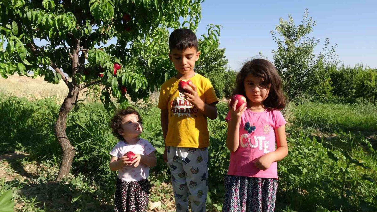 Malatya’da Erkenci Hasat: Santa Maria Armudu ve Nektarin
