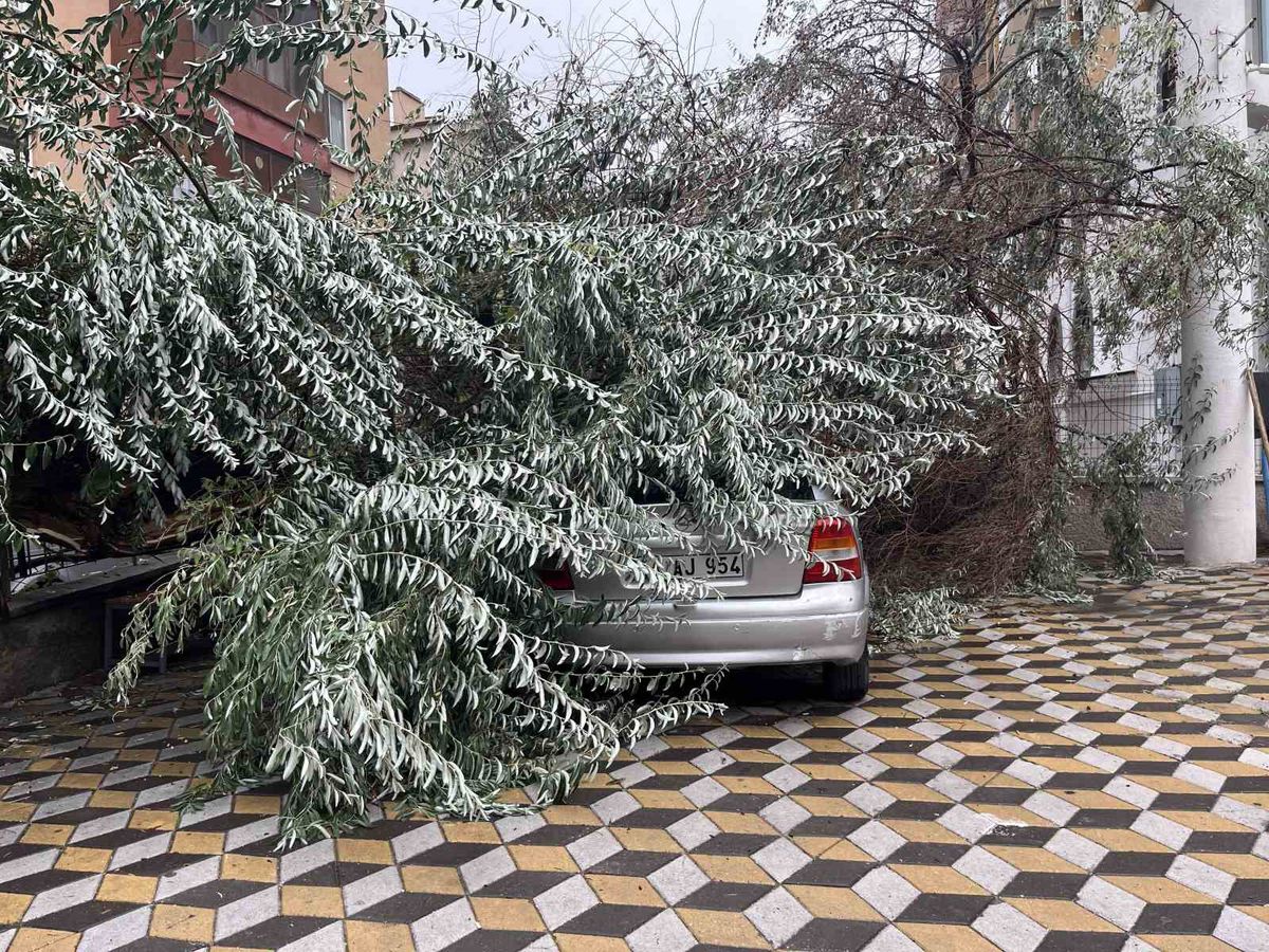 Niğde'de devrilen ağaç otomobile zarar verdi