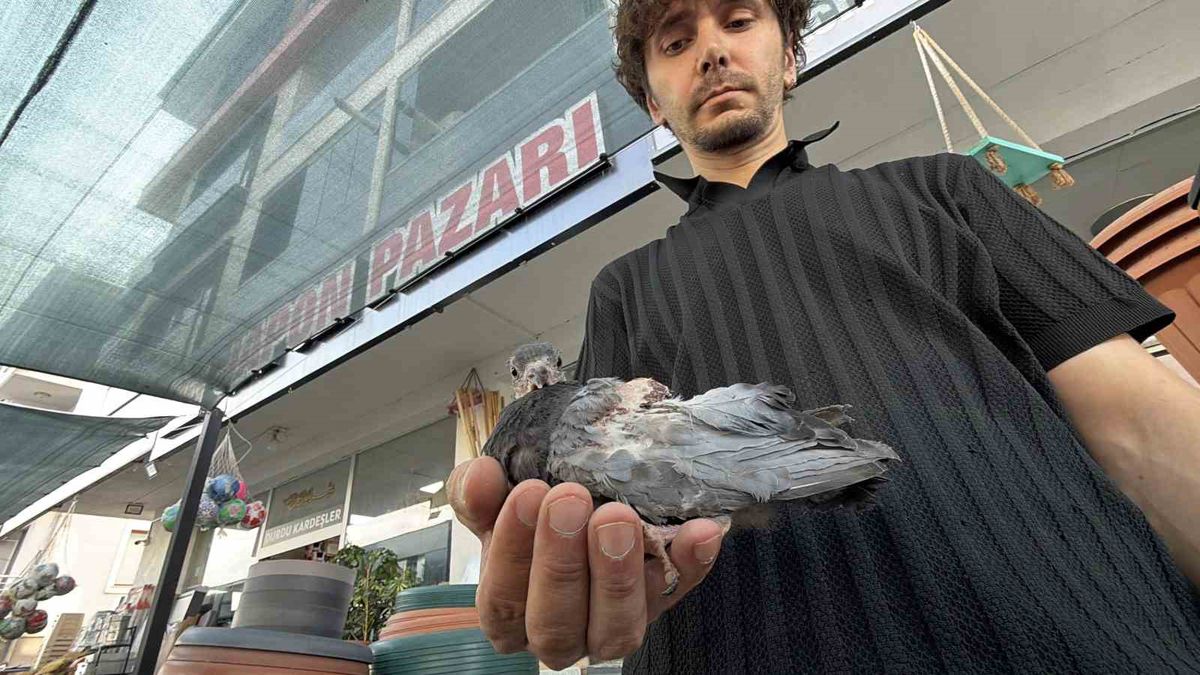Düzce'de Yaralı Yavru Kuş Kurtarıldı