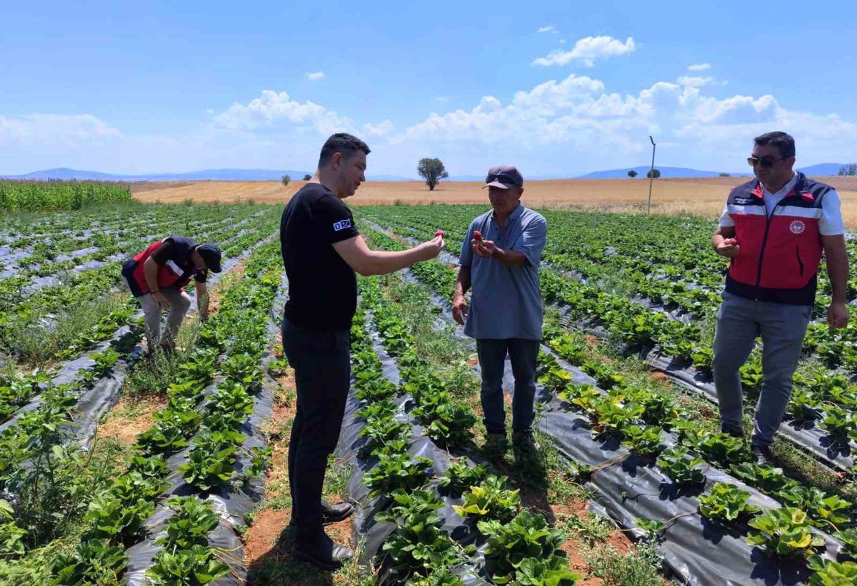 Kütahya'da Çilek ve Biber Üretimi Yerinde İncelendi