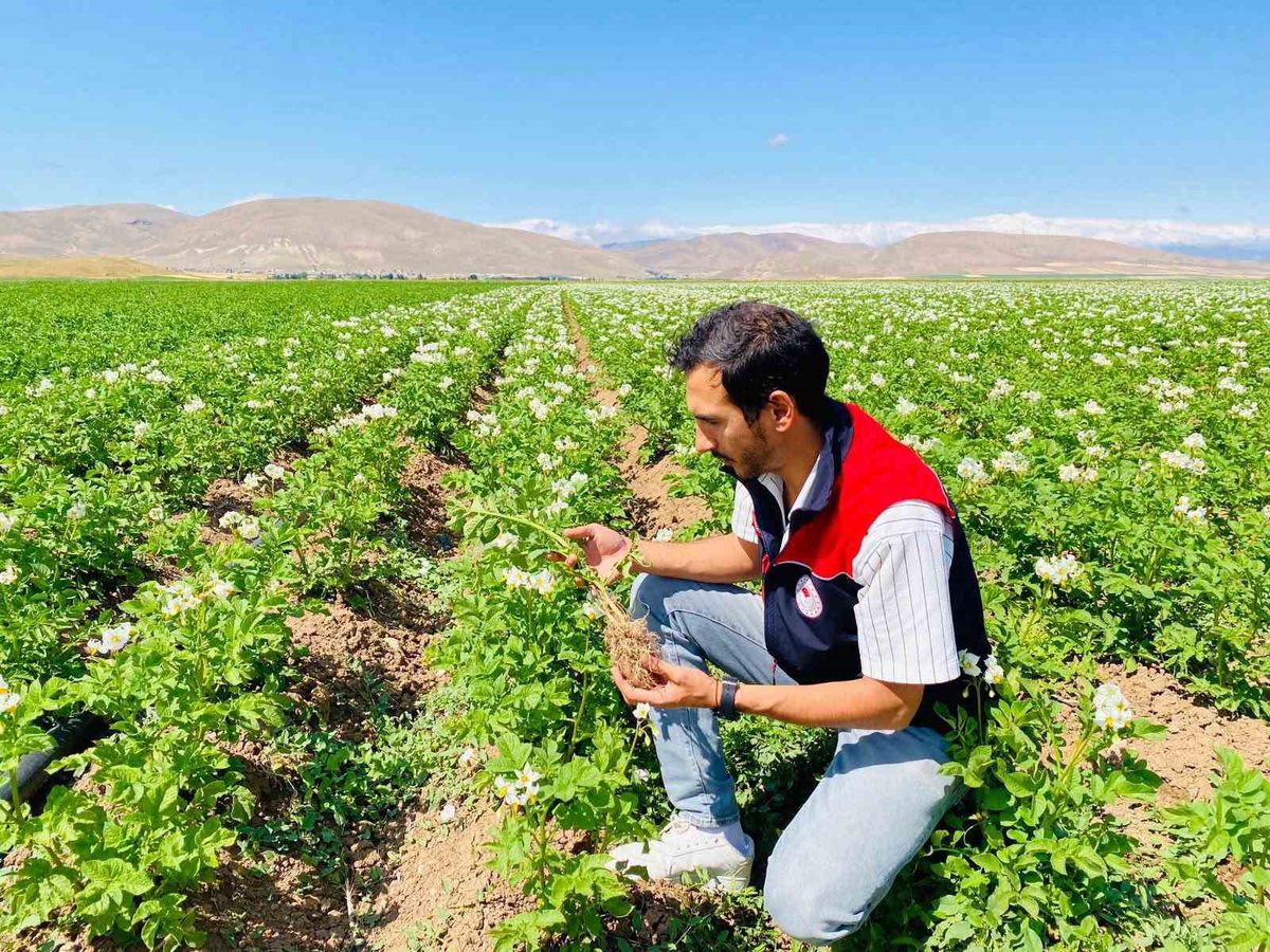 Bayburt'ta Patateslerde Hastalık Kontrolü: Temiz Çıktı