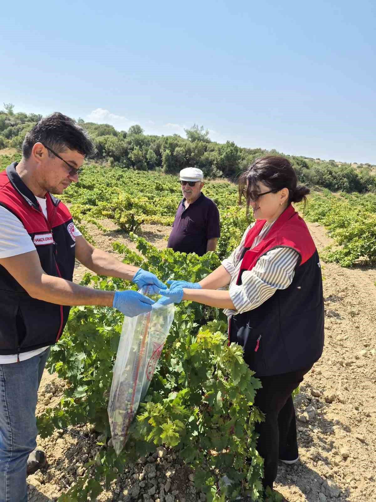 Bekilli'de Üzüm Hasadı Öncesi Pestisit Denetimi
