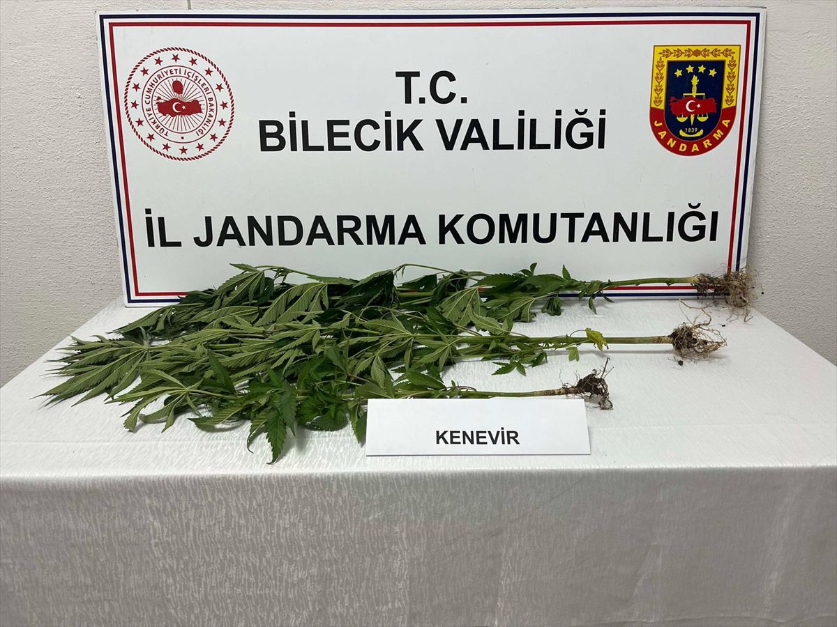 Bozüyük'te 3 Kök Hint Keneviri Ele Geçirildi
