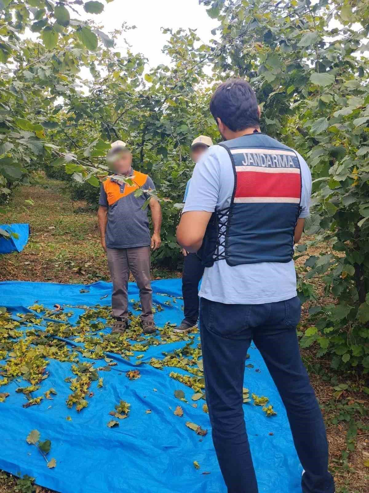 Kandıra'da Fındık Tarlalarına 7/24 Jandarma Güvenliği