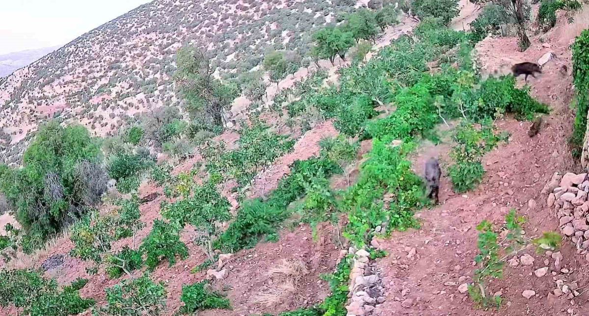 Domuz Sürüleri Fıstık Bahçelerine Dadandı