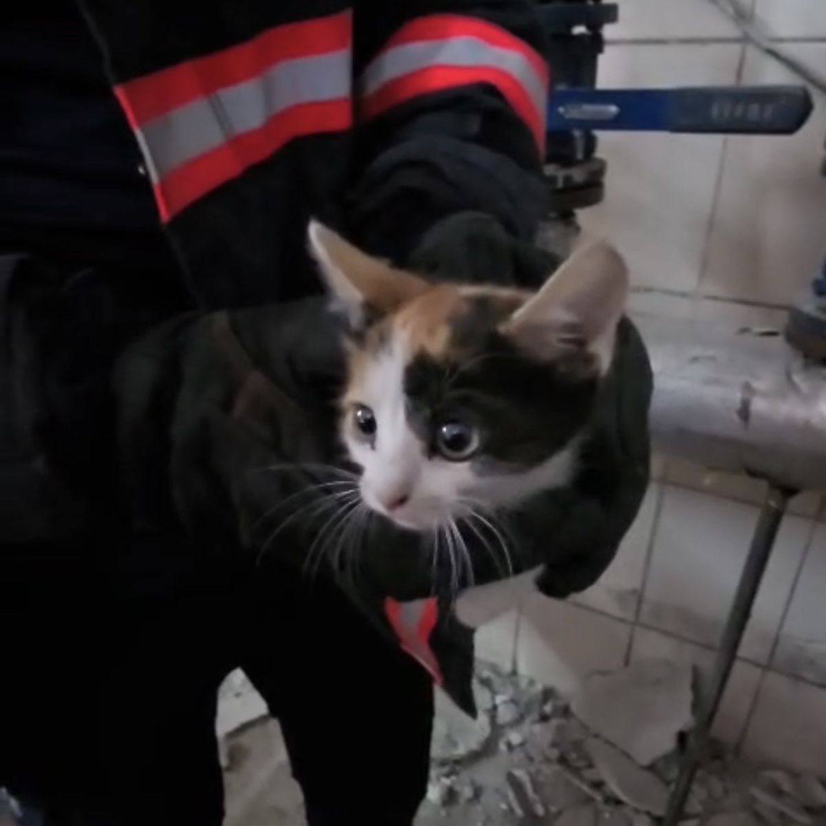 Çankırı'da Havalandırma Boşluğunda Mahsur Kalan Yavru Kedi İtfaiye Tarafından Kurtarıldı