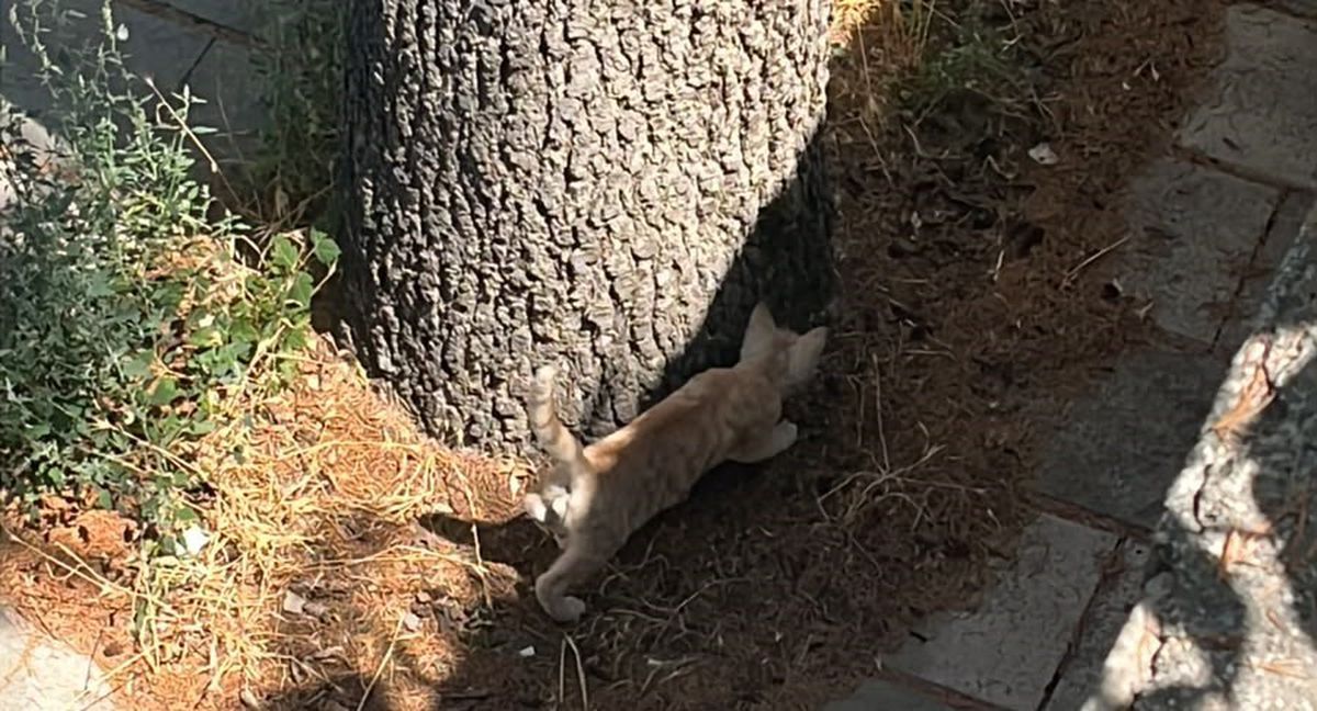 Konya'da ağaçta mahsur kalan kedi itfaiye ile kurtarıldı
