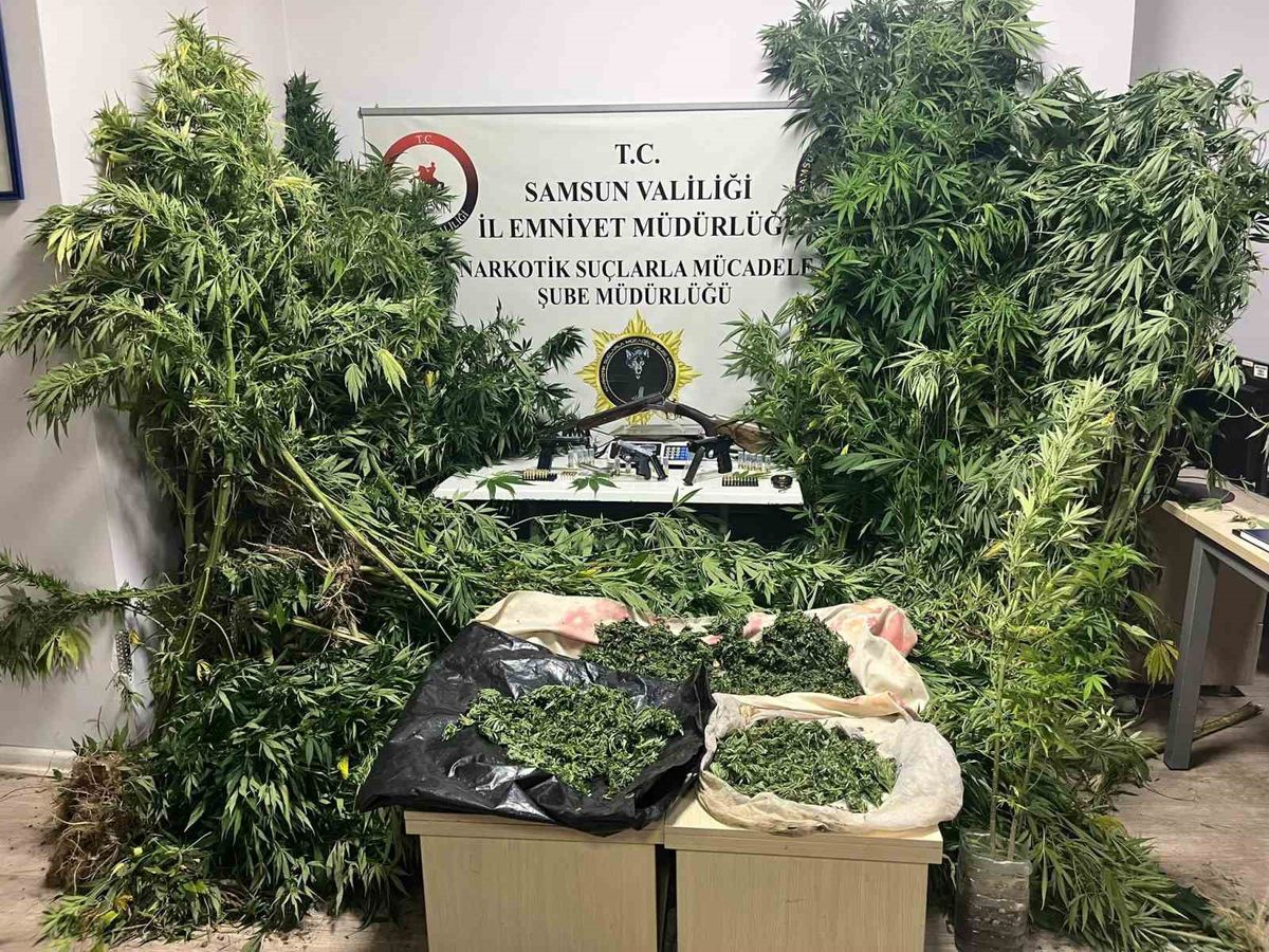 Bafra'da Tütün Arasına Gizlenmiş 502 Kök Kenevir ve 17 Kilo Kubar Ele Geçirildi