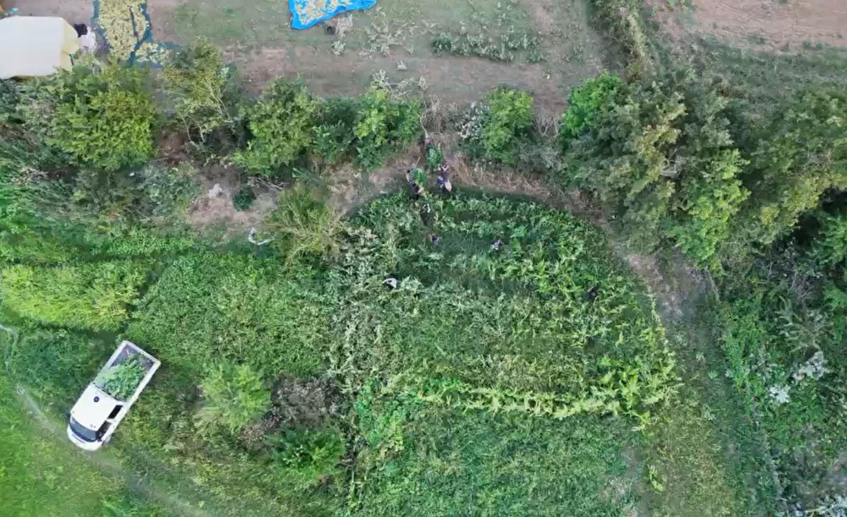Samsun'da İki Ayrı Uyuşturucu Operasyonu: 616 Kök Kenevir Ele Geçirildi