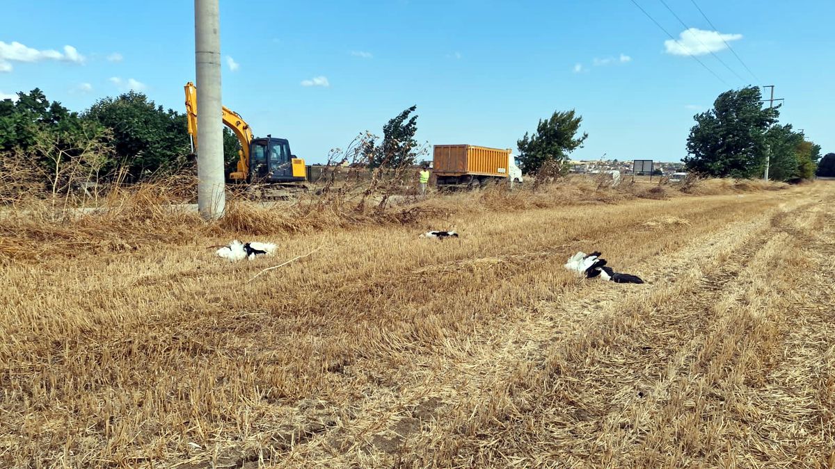 Tekirdağ'da 30 Leylek Akıma Kapılarak Öldü