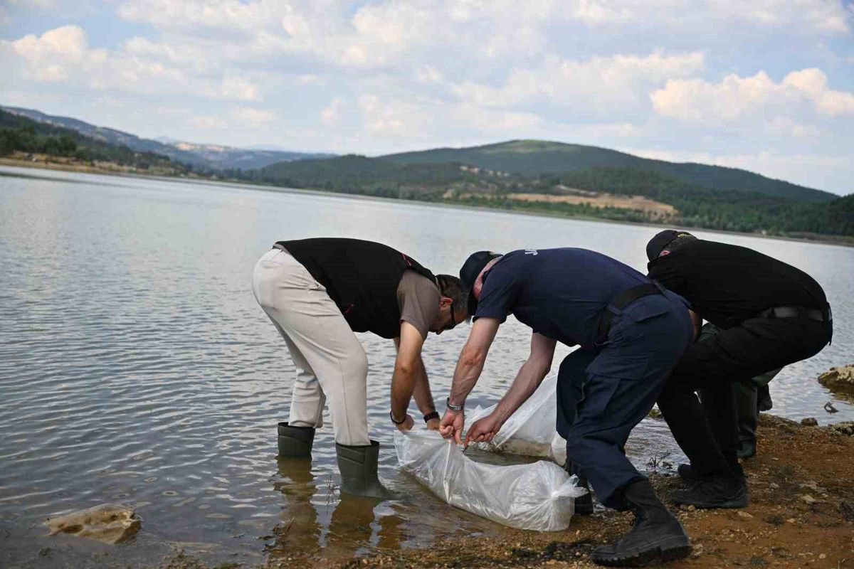 Uşak'ta Göğem Göleti'ne 433 Bin Pullu Sazan Yavrusu Bırakıldı