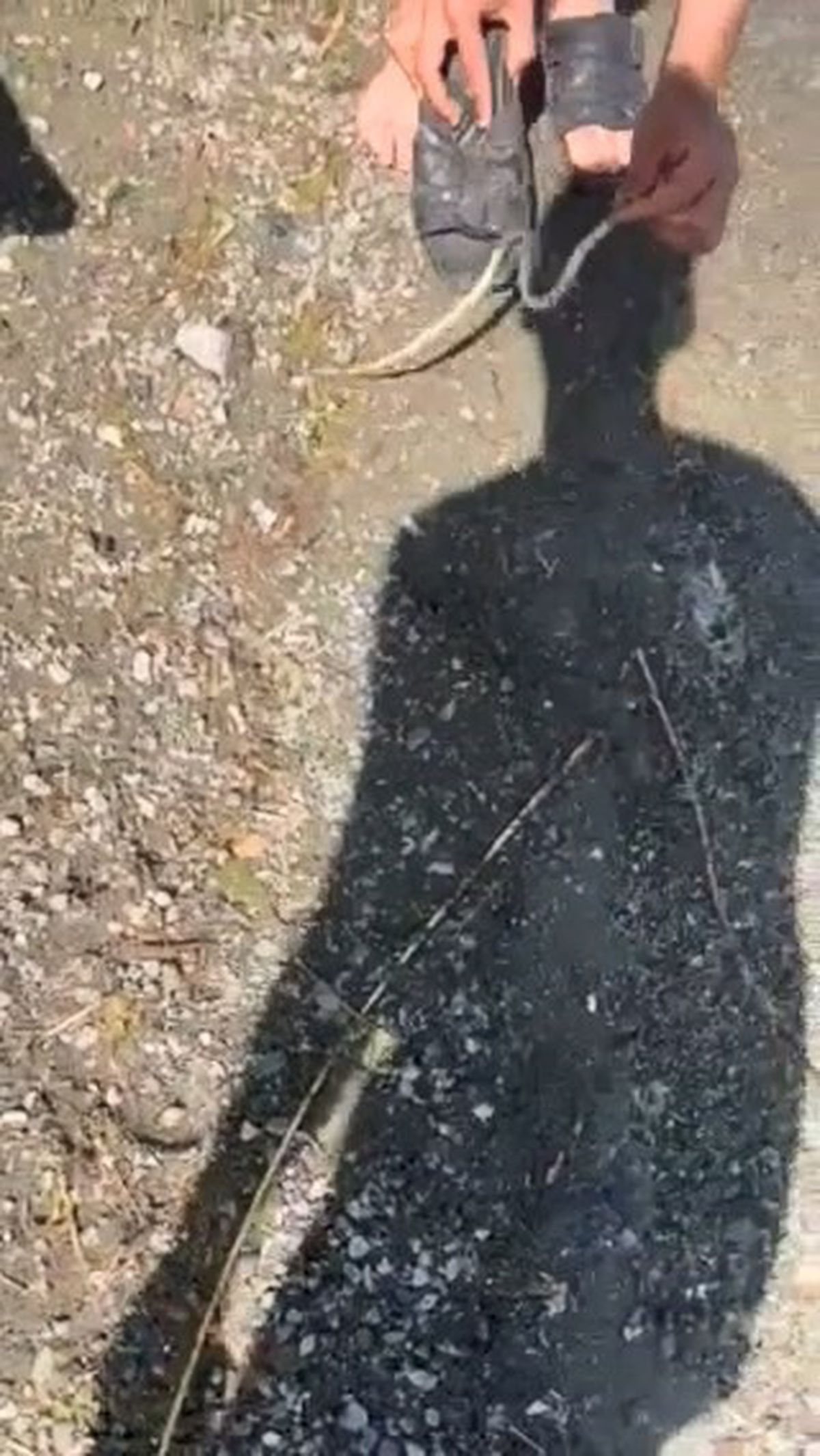 Yakaladığı yılanla arkadaşını kovaladı