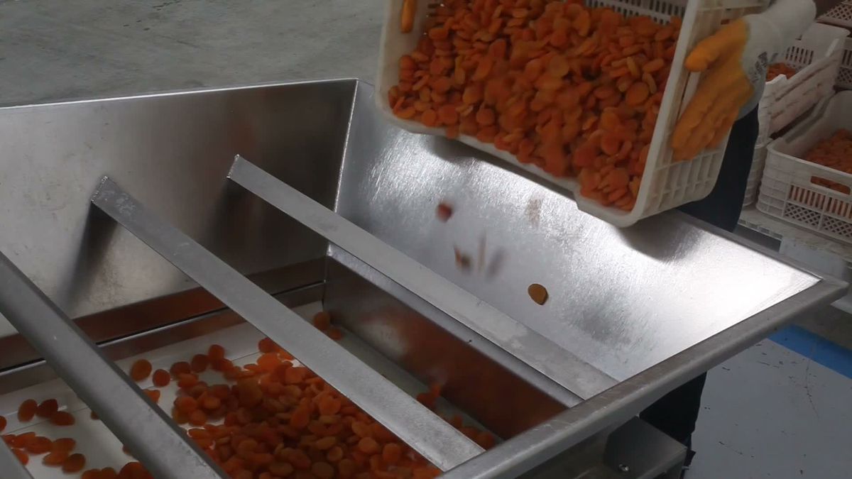 Malatya Kuru Kayısısının Dünya Pazarındaki Payı Yüzde 40'a Geriledi
