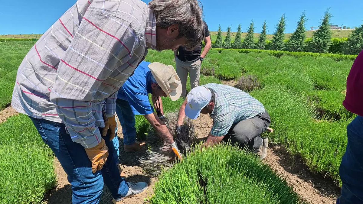 Yozgat'ta Lavanta Üreticisi İhracat Bekliyor