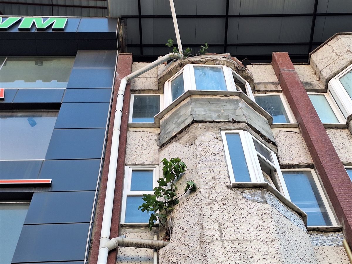 Beton Duvarın İncir Ağacı Şaşkınlık Yaratıyor