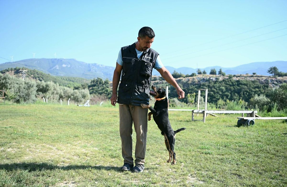 Kuşadalı Tevfik Gül: 11 Yılda Yetiştirdiği AFAD Sertifikalı 4 Köpekle Onlarca Hayat Kurtardı