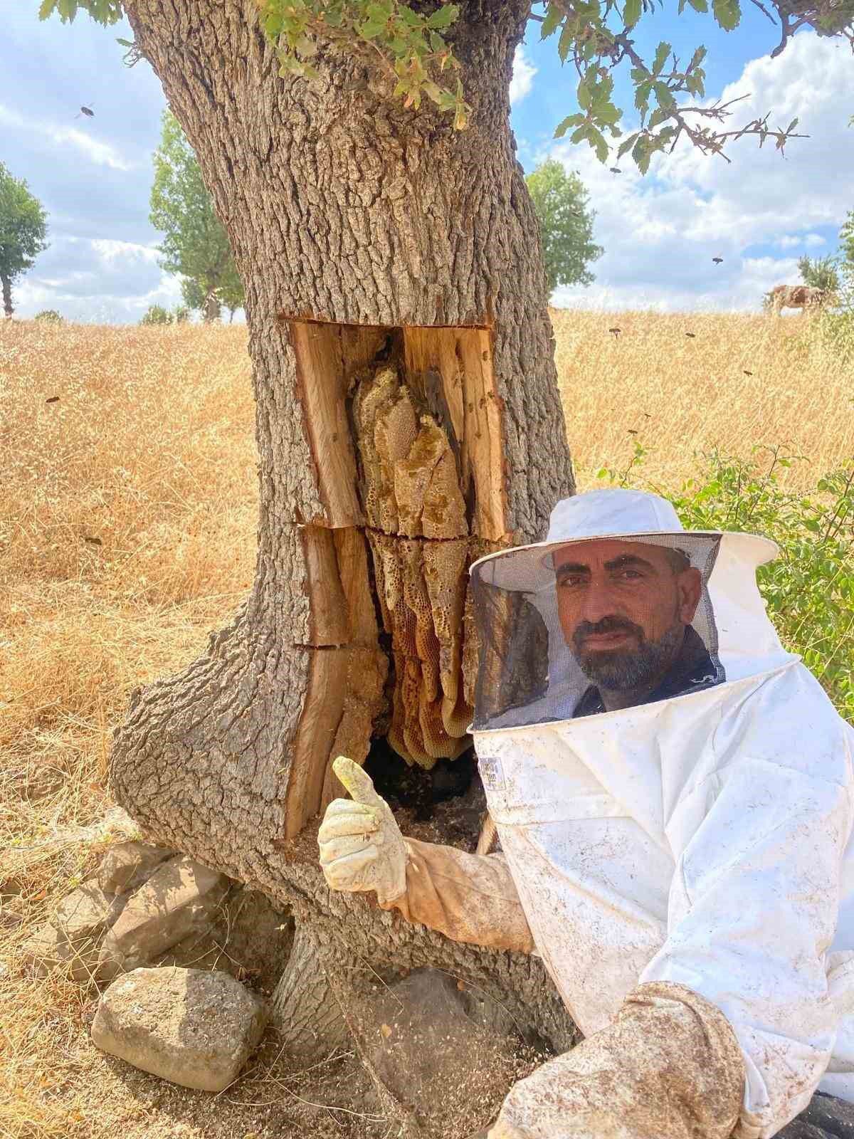 Lice'de Arıların İzinden Ağaç Kovuğundan Kilolarca Bal Çıkarıldı