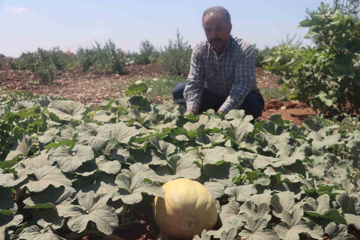 Şanlıurfa'da Ata Tohumlarıyla Yetiştirilen Keşlik Ürünleri Hasat Edilmeye Başlandı