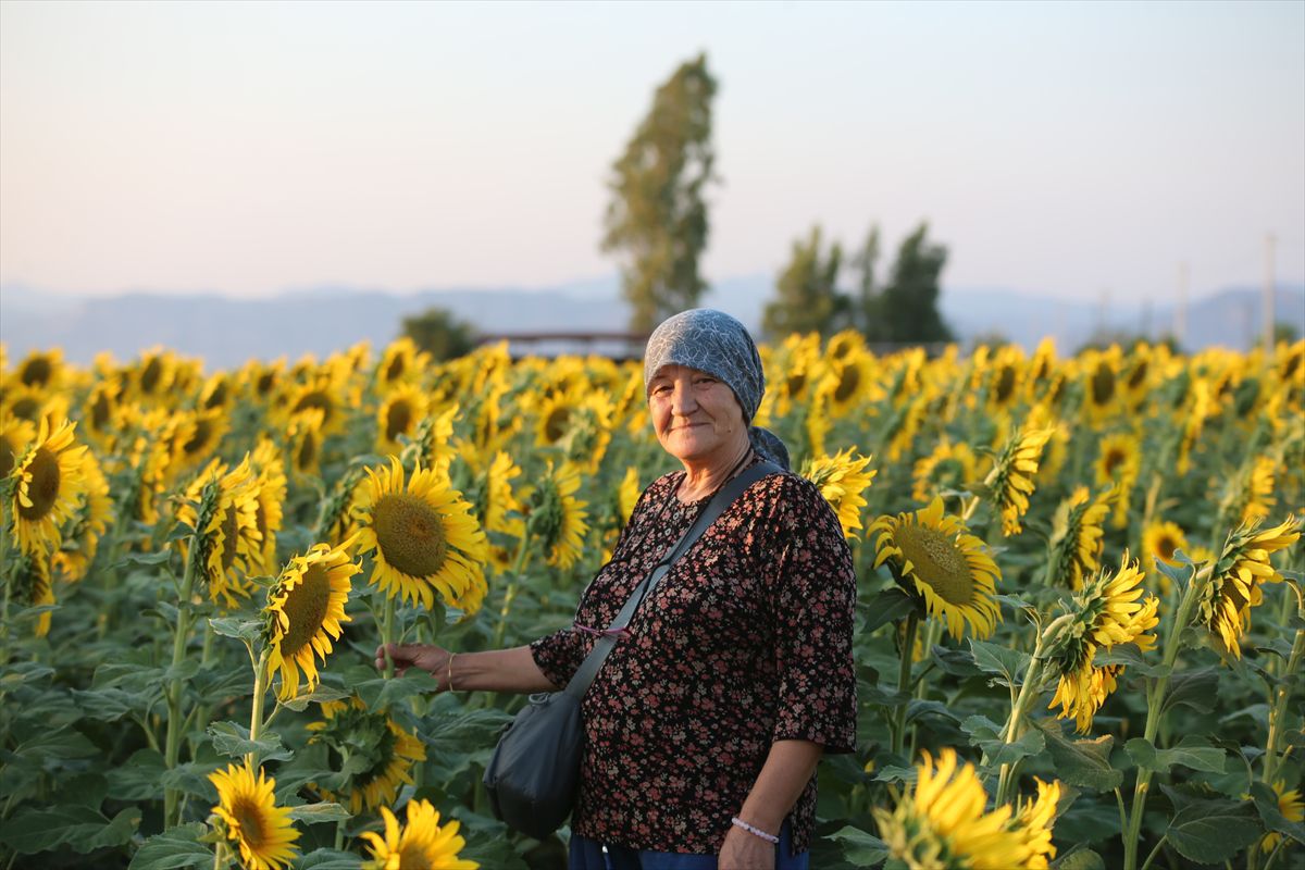 Aydın'da Ayçiçeği Tarlaları Görsel Şölen Sunuyor