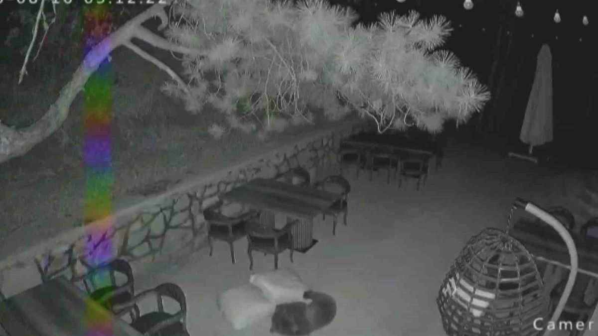 Ayı Ailesi Restoran Bahçesinde Oynadı