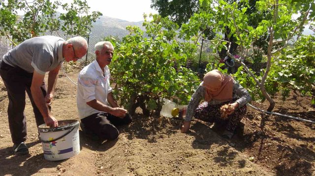 Inspection of saffron production