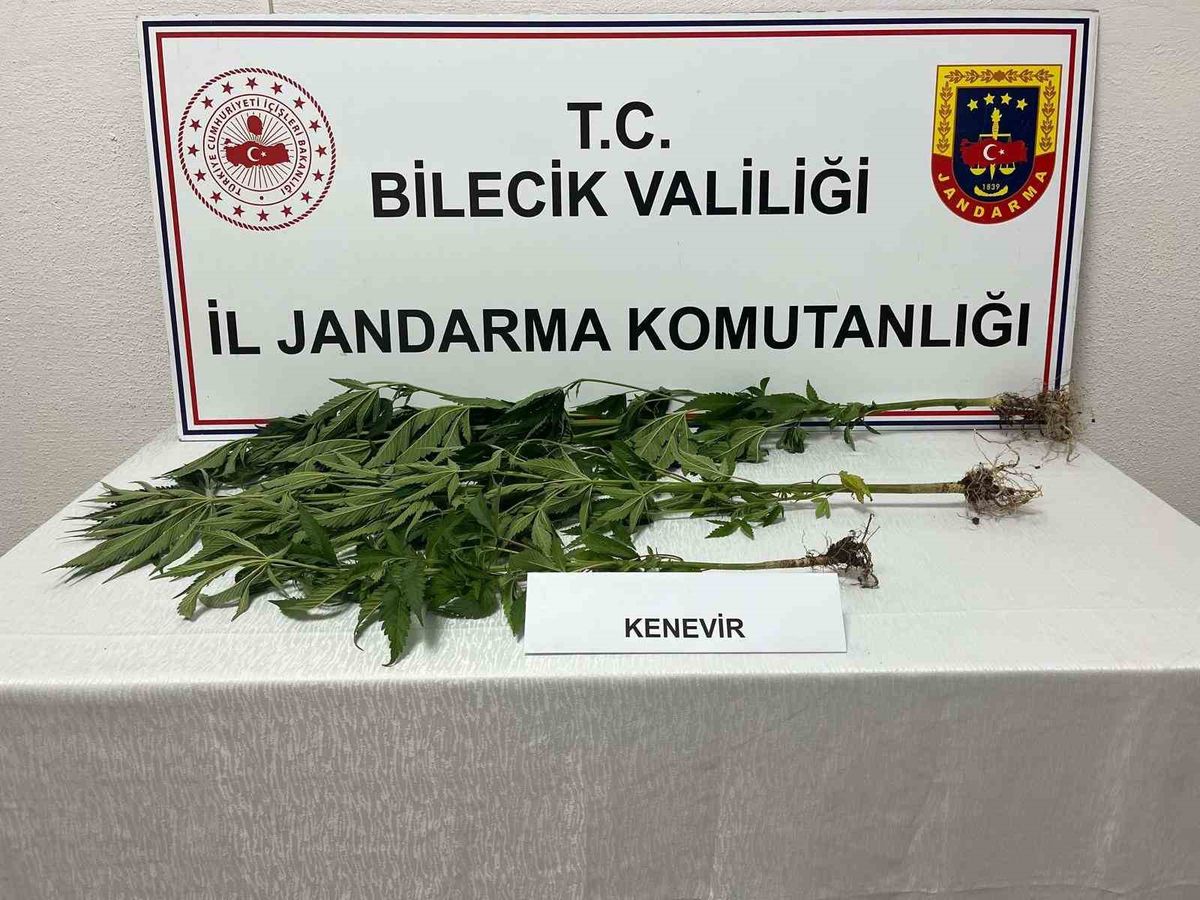 Bilecik'te Kovalarda Yasadışı Kenevir Ekimi
